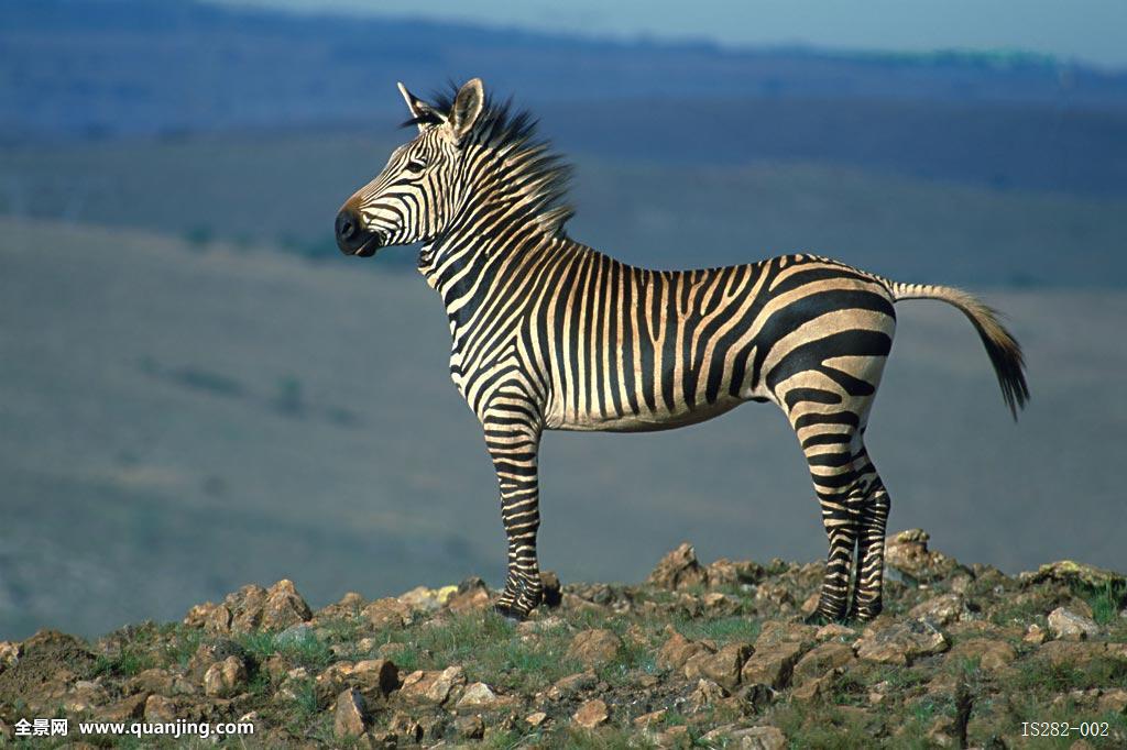 ����Ϊʲô�Ǻڰ��������ں������ǰ��� �������ϵ�������Ϊ��