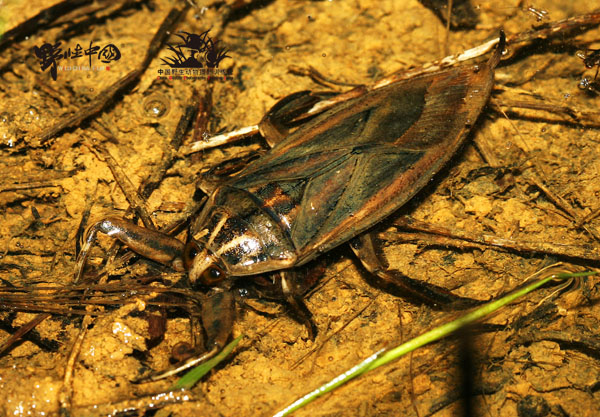 �����ô���ĵ������Ȼ�ܺó� �����ҧ���β��þ͵��Ż��ݰ�