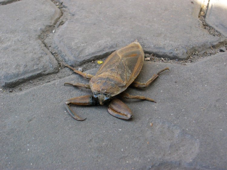 �����ô���ĵ������Ȼ�ܺó� �����ҧ���β��þ͵��Ż��ݰ�