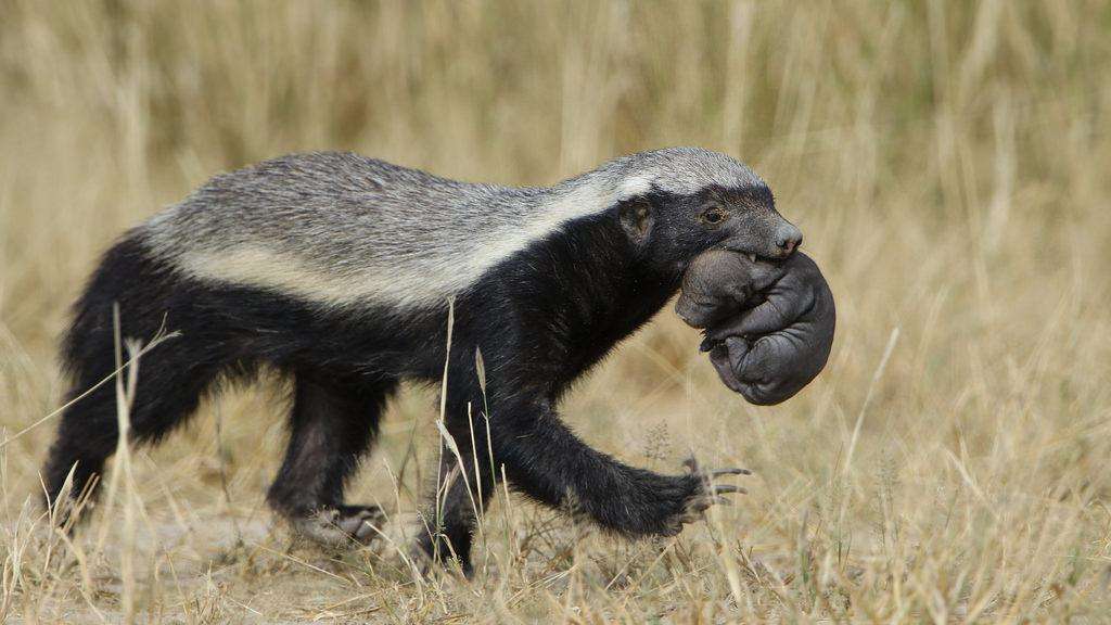 世界上最无所畏惧的动物 平头哥蜜獾有勇有谋聪明到让你自愧不如
