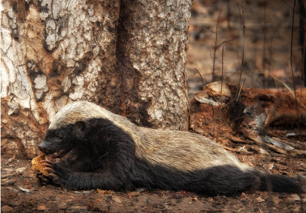 ������������η��Ķ��� ƽͷ�����������ı������������������