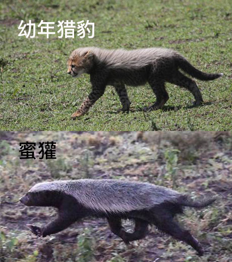 ������������η��Ķ��� ƽͷ�����������ı������������������