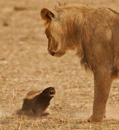 ������������η��Ķ��� ƽͷ�����������ı������������������