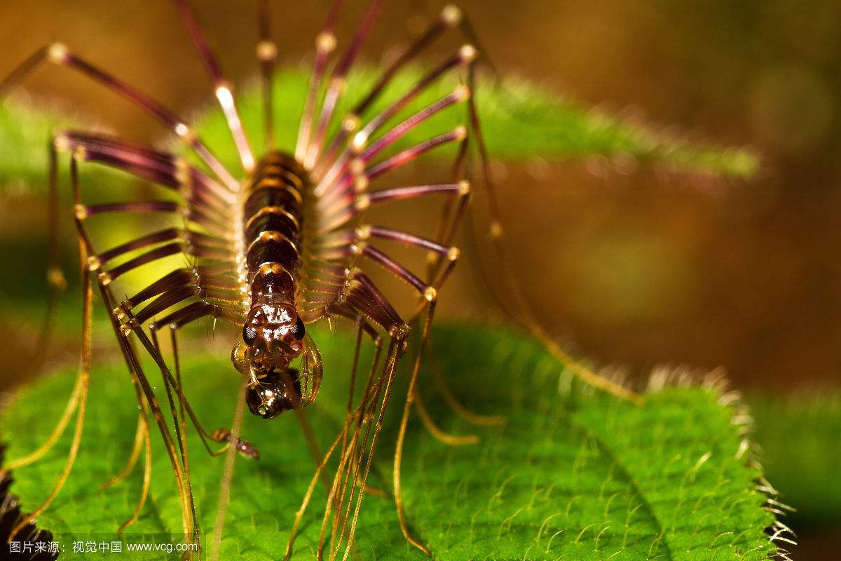 ���������Ļ�ɽ����(y��u y��n)ͼ ���ǻᱨ����������������