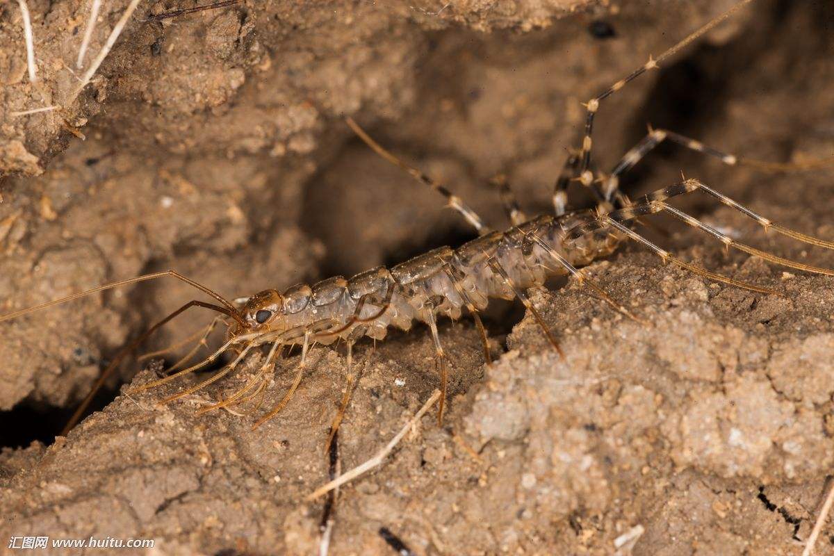 世界上最大的火山蚰蜒(yóu yán)图 它们会报复钻耳朵进入人脑吗