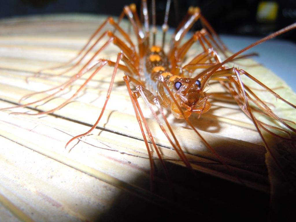 世界上最大的火山蚰蜒(yóu yán)图 它们会报复钻耳朵进入人脑吗