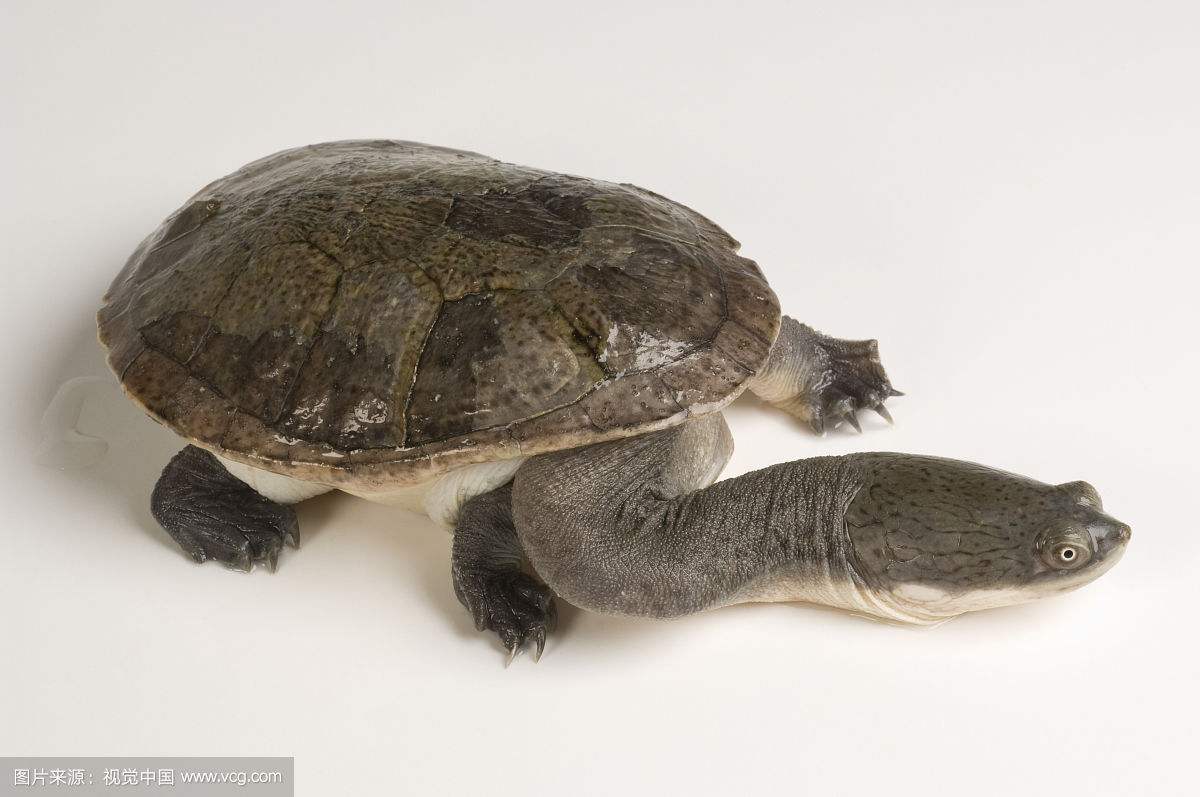 为什么说巨蛇颈龟脖子让男人羡慕女人爱慕 为什么没人养巨蛇颈龟