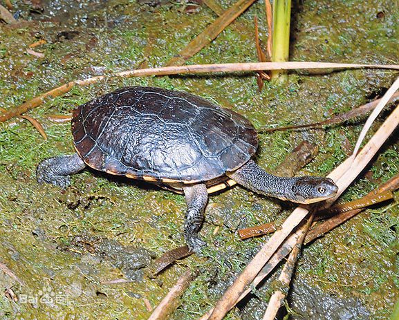 Ϊʲô˵���߾��겱����������ĽŮ�˰�Ľ Ϊʲôû�������߾���