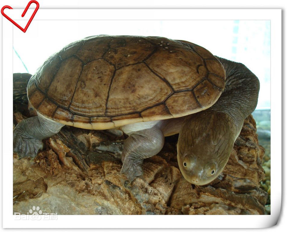 Ϊʲô˵���߾��겱����������ĽŮ�˰�Ľ Ϊʲôû�������߾���