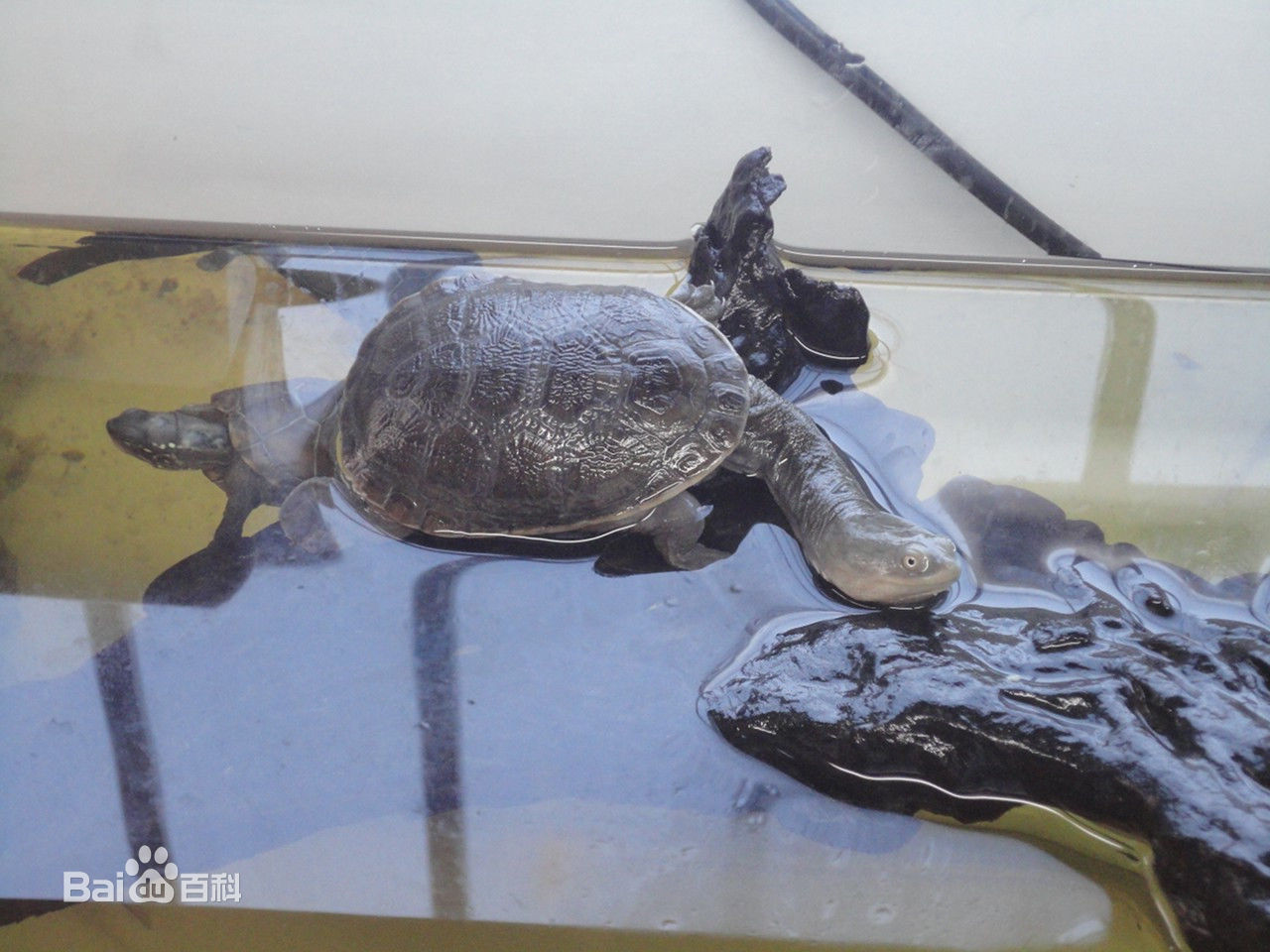 Ϊʲô˵���߾��겱����������ĽŮ�˰�Ľ Ϊʲôû�������߾���