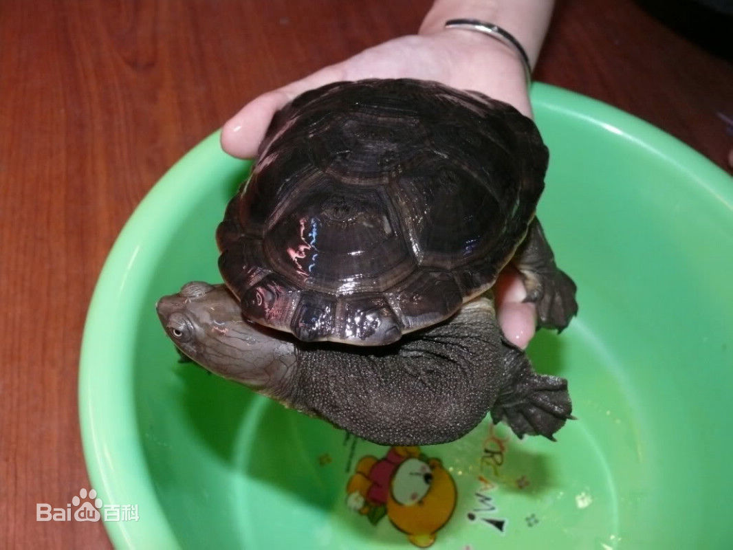 Ϊʲô˵���߾��겱����������ĽŮ�˰�Ľ Ϊʲôû�������߾���