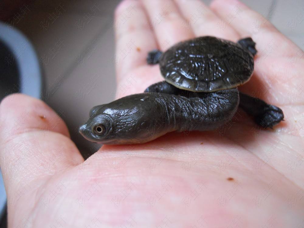 Ϊʲô˵���߾��겱����������ĽŮ�˰�Ľ Ϊʲôû�������߾���