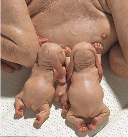 猪人真实图片真的是人工授精成功的 广州发现一窝猪人真相咋回事