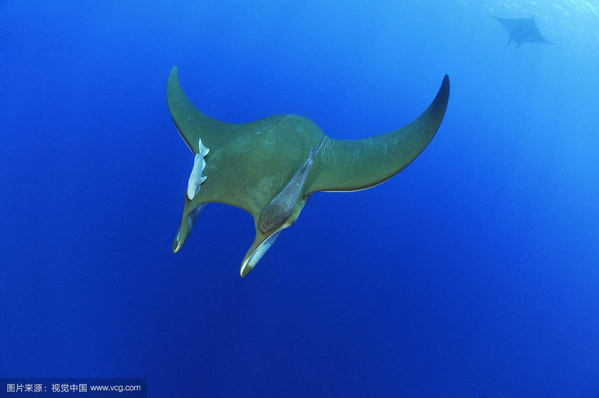 海洋"寄生虫"印鱼是懒得可以了 可它们吸盘的威力能钓海龟