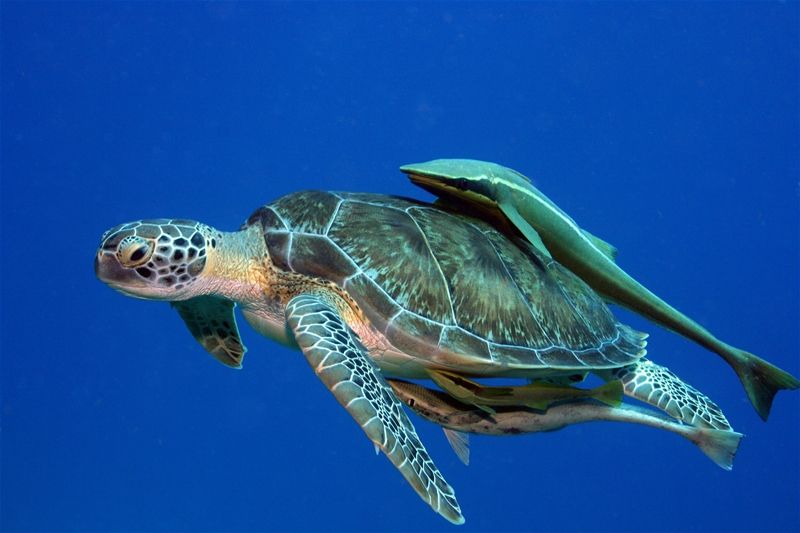 海洋"寄生虫"印鱼是懒得可以了 可它们吸盘的威力能钓海龟