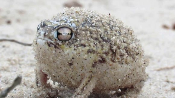 沙漠雨蛙怎么可以萌成这个样子 你听见它们的叫声可别笑哭了