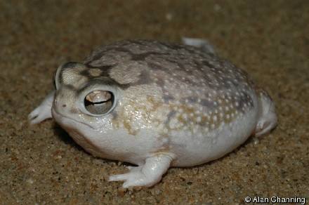沙漠雨蛙怎么可以萌成这个样子 你听见它们的叫声可别笑哭了