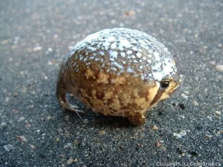 ɳĮ������ô�����ȳ�������� ���������ǵĽ����ɱ�Ц����