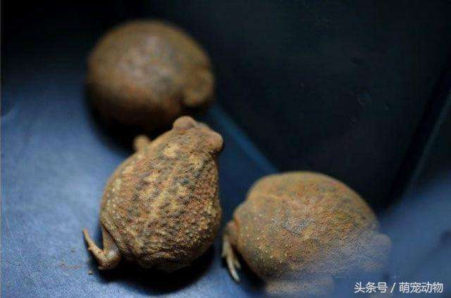 ɳĮ������ô�����ȳ�������� ���������ǵĽ����ɱ�Ц����