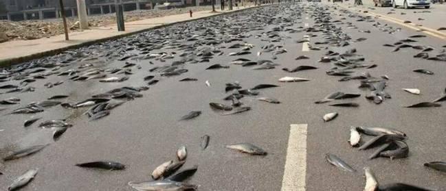 ĩ��Ԥ�׿ֲ��Ŀ��н���ʵͼ ��ֵ�����������н���ԭ��