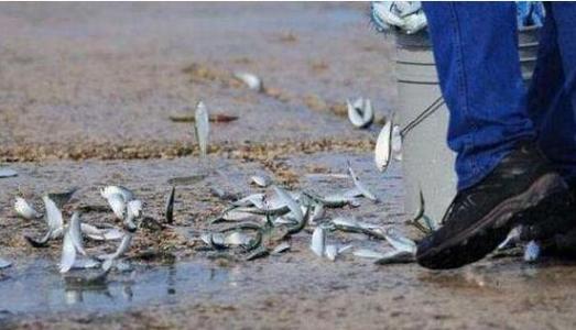 ĩ��Ԥ�׿ֲ��Ŀ��н���ʵͼ ��ֵ�����������н���ԭ��