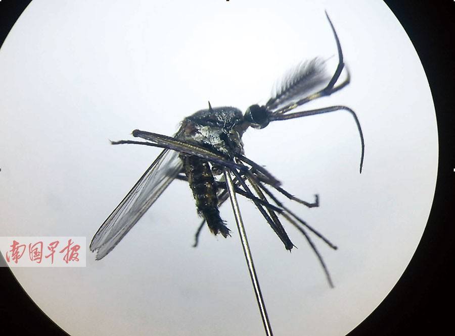 世界上最大的蚊子华丽巨蚊接近半米高清图 华丽巨蚊咬人了会怎样