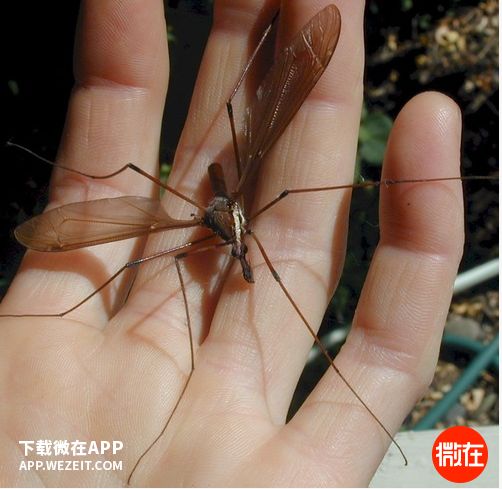 世界上最大的蚊子华丽巨蚊接近半米高清图 华丽巨蚊咬人了会怎样