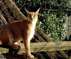 ��è�������� ���ܵ���������������