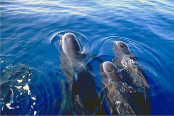 为什么巨头鲸被称为巨头鲸 短腿领航鲸和海豚的区别
