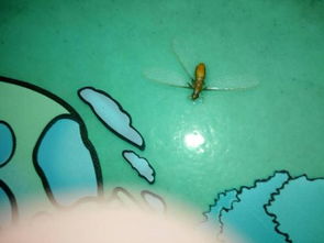 ����Ϊʲô������ڼ��� �����������Ԥʾ�Ʋ�