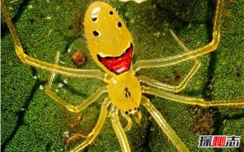 笑脸蜘蛛的图片大全 世界上最罕见的笑脸蜘蛛