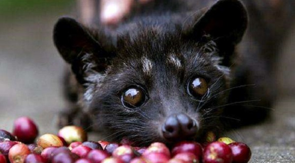 ����è����Ǯһֻ ����è����һ�����Ǯ