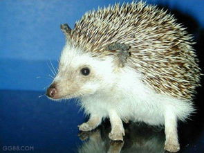 刺猬为什么不能随便养 家里养刺猬影响财运不吉利(迷信说法)