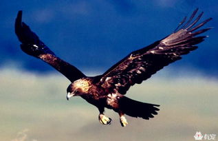 世界三大猛禽分别是什么 金雕的外形宛如一座完美雕塑