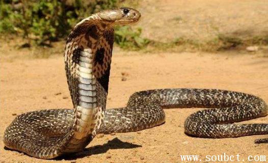 最长的眼镜王蛇多少米 眼镜王蛇和黑曼巴蛇哪个厉害