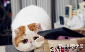 红小胖snoopy猫是什么品种 加菲猫拥有纯正的CFA血统