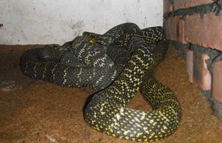 大王蛇有毒吗 是我国常见的大型无毒蛇