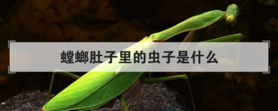 螳螂肚子里的虫子是什么 人养螳螂为什么死得快