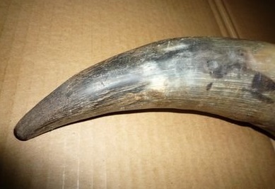 射天角是什么动物的角 价格贵吗属于违禁物品吗