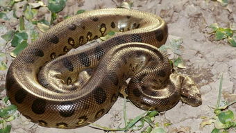 ���ź����ߵ�������ʲô ���ź����ߵ�����������