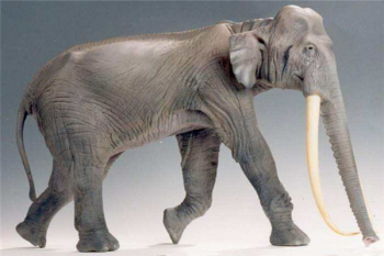 最大的亚洲象多重 欧洲矮象与当代亚洲象血缘深厚