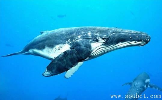 十种超级巨无霸恐怖生物 一只蓝鲸长33米重达239吨