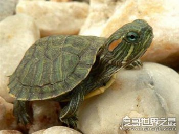 ��������ô�ֹ�ĸ �ֱ�����깫ĸ��8������