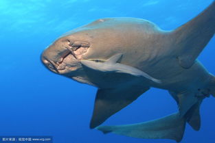 ��ʿ��Ϊʲô�л�ʿ�� �����ºͲ���������������