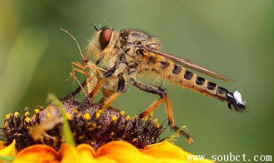 ��ʳ�����ʲô ���������Ĳ�Ӭ�ж��