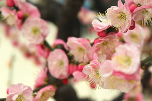 ���о�����һ����ʲô ���ڻ��о��Ӹ������ԭ��