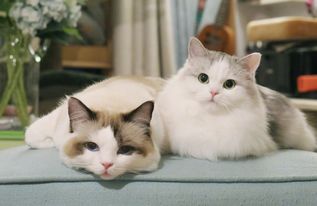 ��Ůè��ʲôè ��һλ�����������в�żè