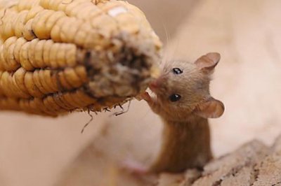 �������Ů��������� ������Ů���������������