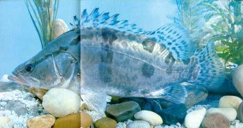 ������ô�� ����ϡ�еĵ�ˮʳ����֮һ