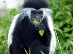 �ڰ������� Ӣ��������ϣ����